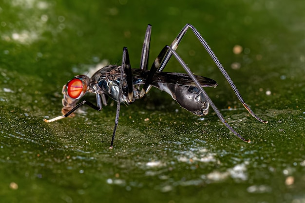 Mouche échasse adulte