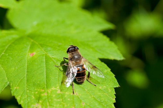 Une mouche est assise sur une feuille verte