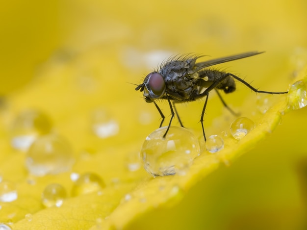 Une mouche sur une feuille jaune