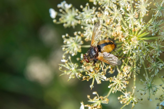 Mouche sur fleur. Summertime Yellow Forest Fly Macro Photo (gros plan)