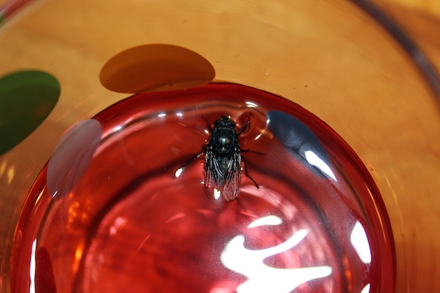 Photo la mouche flotte dans un verre de jus