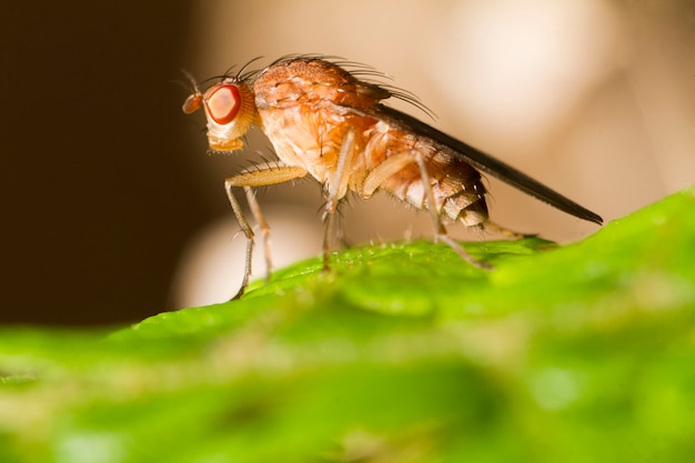 Mouche des fruits