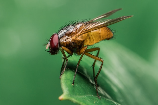 Mouche jaune sur la feuille