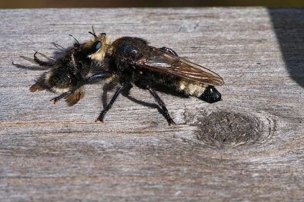 Mouche jaune ou mouche voleuse jaune avec un bourdon comme proie L'insecte est aspiré