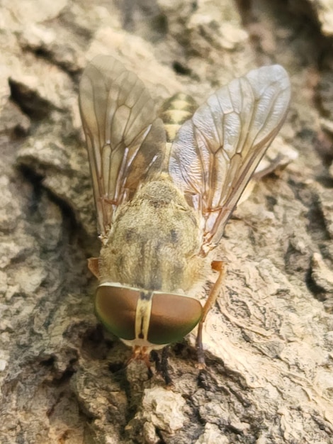 Photo une mouche jaune