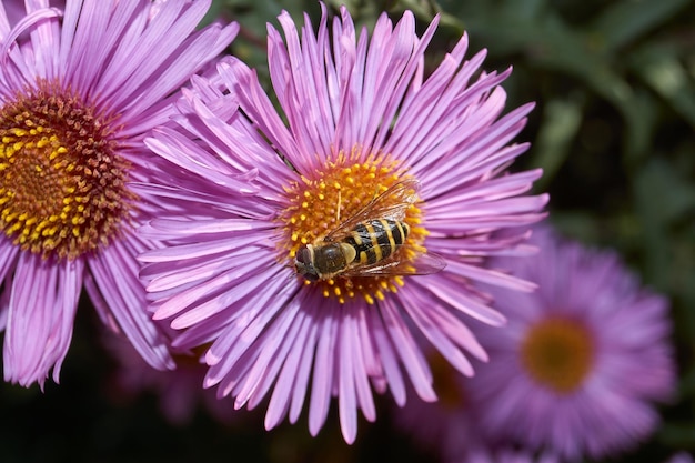 La mouche lat Syrphus ribesii recueille le nectar et le pollen des fleurs de l'aster vivace