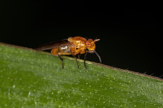 Mouche Lauxaniidae adulte de la famille des Lauxaniidae