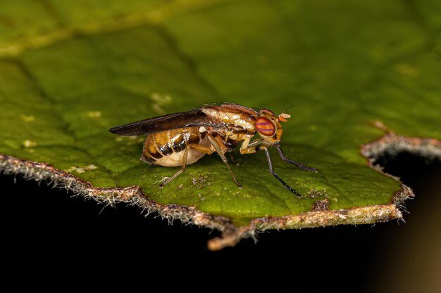 Mouche Lauxaniide adulte