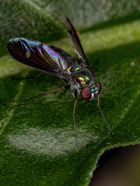 Mouche à longues pattes adulte de la famille des Dolichopodidae