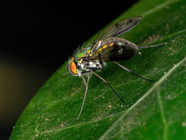 Mouche à longues pattes du genre Condylostylus