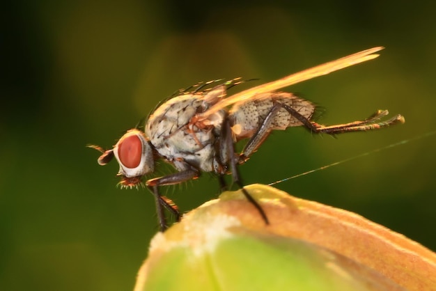 mouche macro gros plan photo mouche domestique