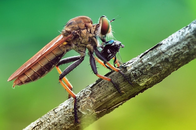 Mouche macro voleur