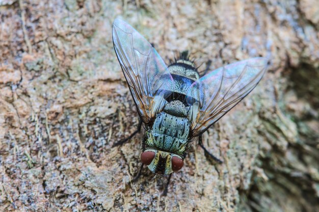 Mouche, mouche charognard