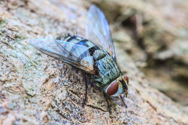 Mouche, mouche charognard