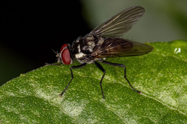 Mouche muscoïde adulte de la superfamille Muscoidea