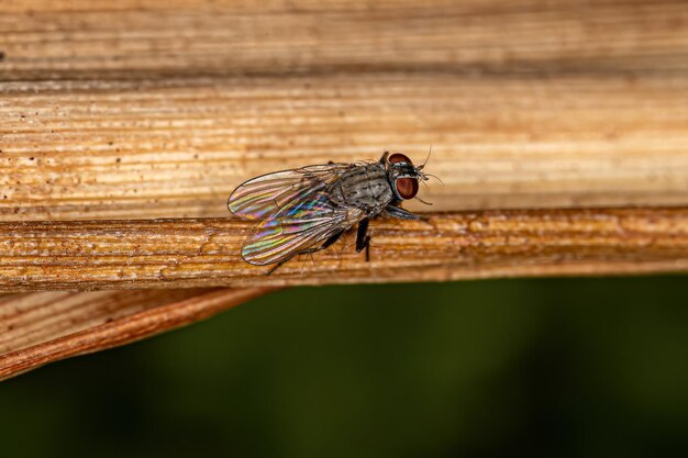 Mouche muscoïde adulte