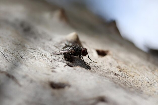 Mouche noire sur l'arbre