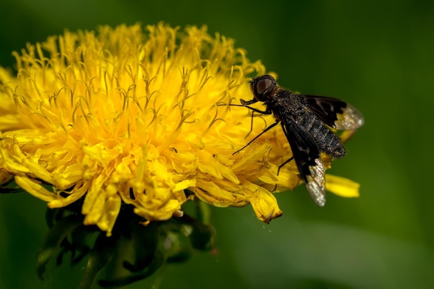 Une mouche noire sur un beau pissenlit jaune