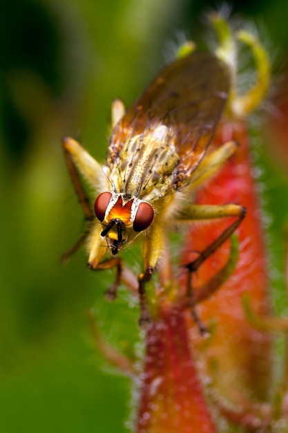 Mouche orange aux yeux rouges assis sur la plante orange sur fond vert