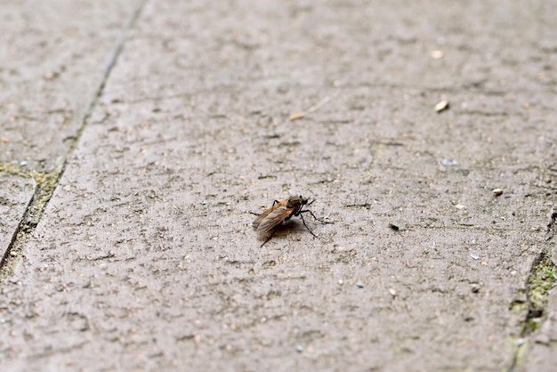 Une mouche sur un pavé se bouchent