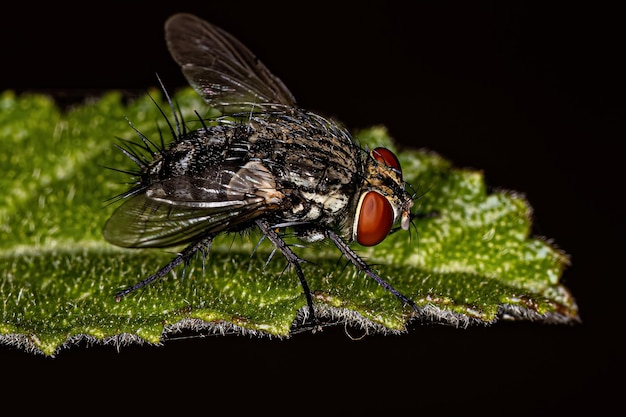 Mouche à poils adultes