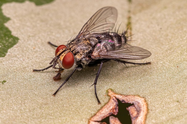 Mouche à poils adultes