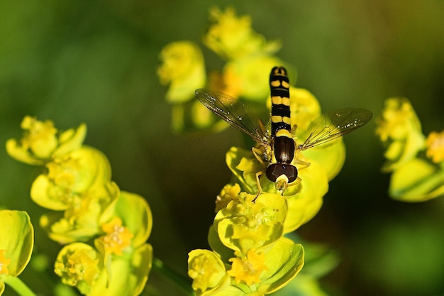 Une mouche à rayures noires et jaunes est posée sur une fleur jaune.