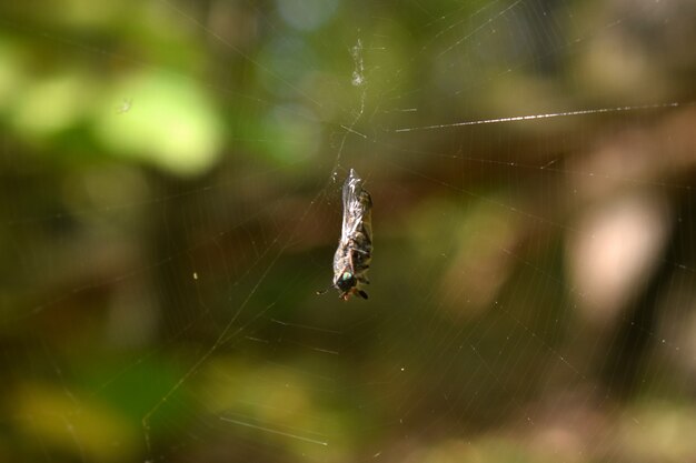 La mouche se bloque dans la toile dans les bois