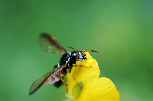 Une mouche se cache sur une plante et se penche sur la caméra