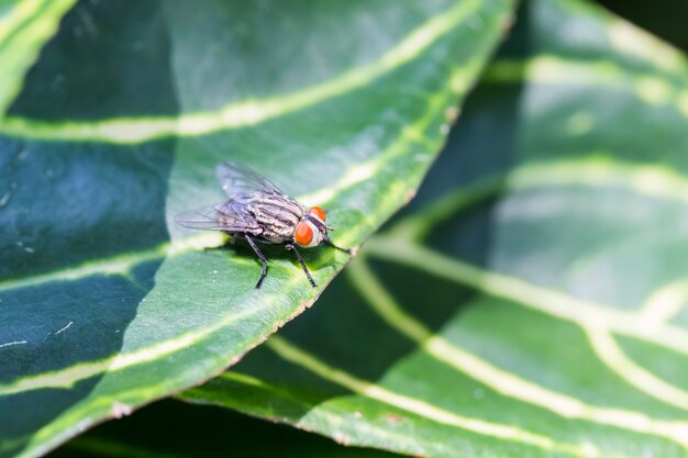 Mouche se percher sur la feuille verte