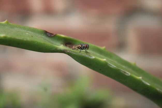 Une mouche se pose sur une plante du jardin.