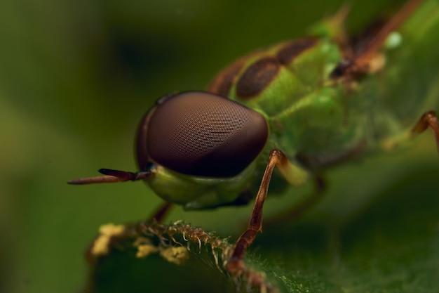 La mouche-soldat verte perchée sur une feuille Hedriodiscus Pulcher
