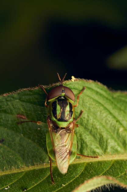 La mouche-soldat verte perchée sur une feuille Hedriodiscus Pulcher