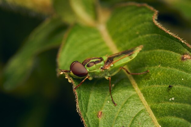 La mouche soldat verte perchée sur une feuille Hedriodiscus Pulcher