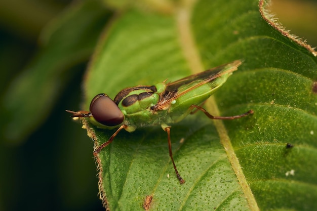 La mouche soldat verte perchée sur une feuille Hedriodiscus Pulcher