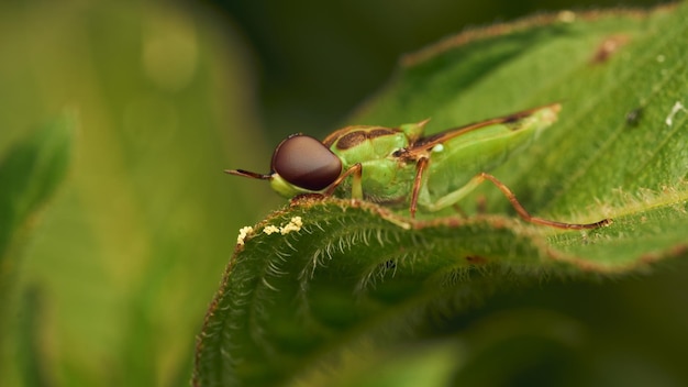 La mouche soldat verte perchée sur une feuille Hedriodiscus Pulcher