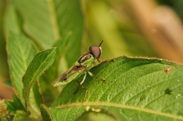 La mouche-soldat verte perchée sur une feuille Hedriodiscus Pulcher