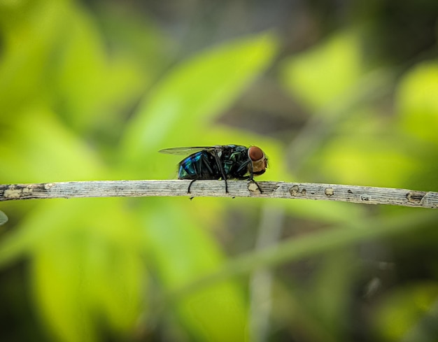 La mouche verte commune de bouteille sur une feuille verte