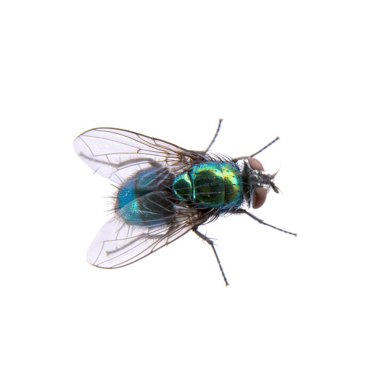 Photo une mouche verte sur un fond noir