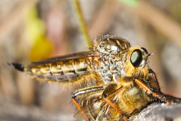 Photo mouche voleur géant (proctacanthus rodecki)