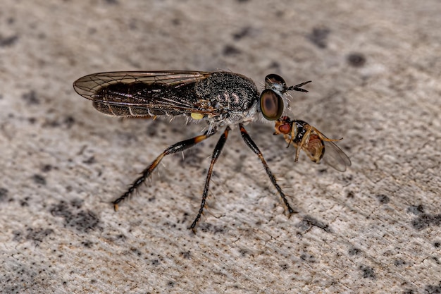 Mouche voleuse adulte