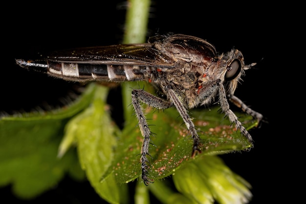 Mouche voleuse adulte