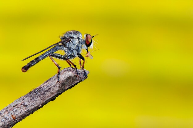 Mouche voleuse (Asilidae) sur une branche d'arbre.