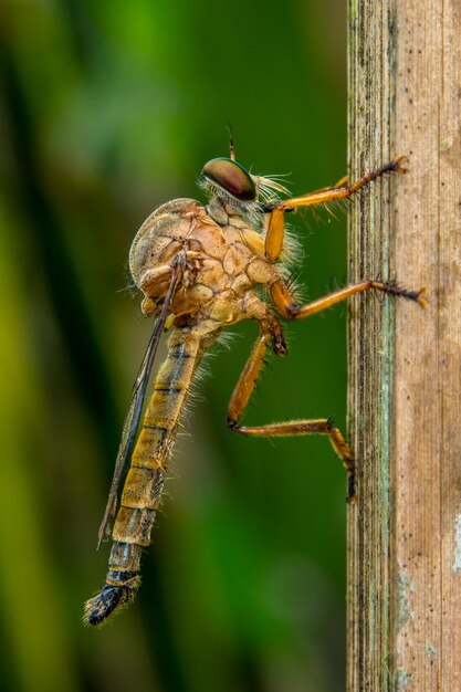 Photo la mouche voleuse dans la branche