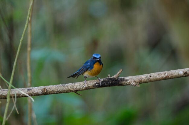 Moucherolle bleu sur une branche