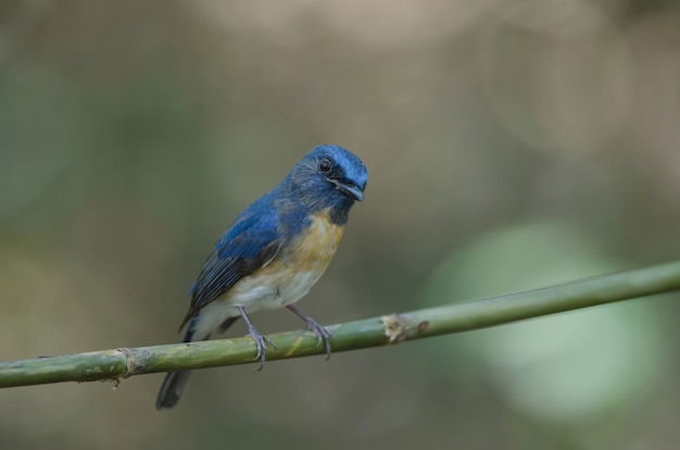 Moucherolle bleu (Cyornis rubeculoides) sur une branche dans la nature Thaïlande