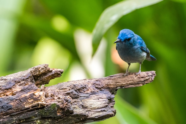 Moucherolle bleu pâle oiseau bleu sur une branche