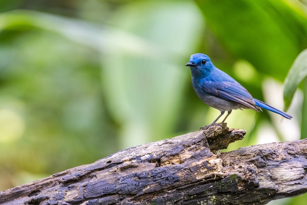 Moucherolle bleu pâle oiseau bleu sur une branche