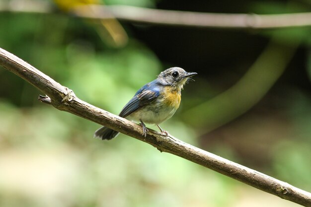 Le moucherolle bleu de Tickell perché sur une branche