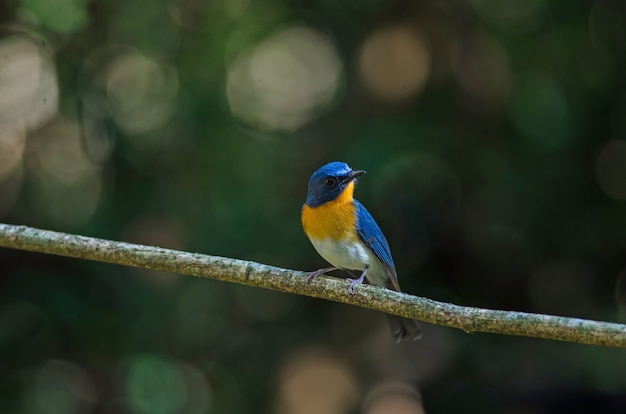 Le moucherolle bleu de Tickell perché sur une branche